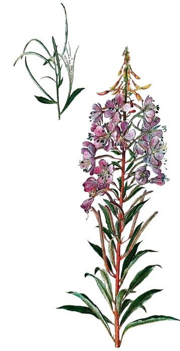 Épilobe à feuilles étroites